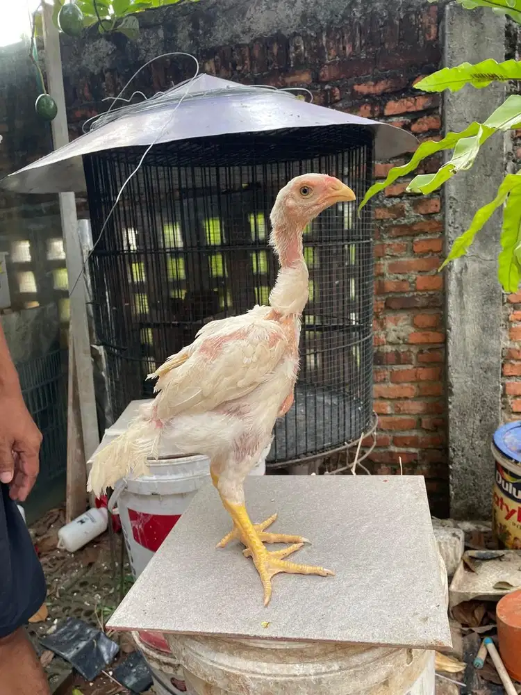 ayam Shamo Eropa putih sepasang