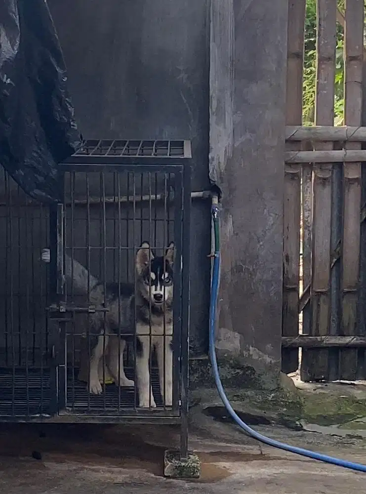 GERCEPIN READY HUSKY MURMER!!!