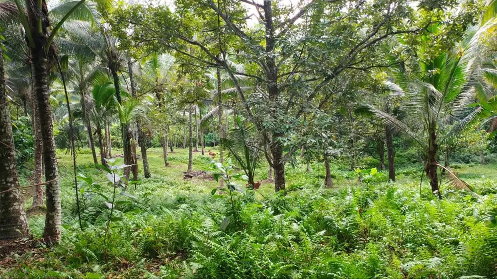 2 Bidang Tanah Tegalan Berdampingan di Br Cepaka - Selemadeg, Bali