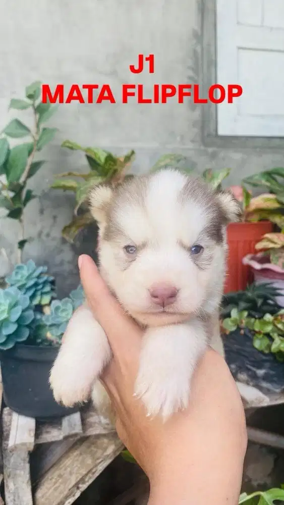 MURMER HUSKY!!!