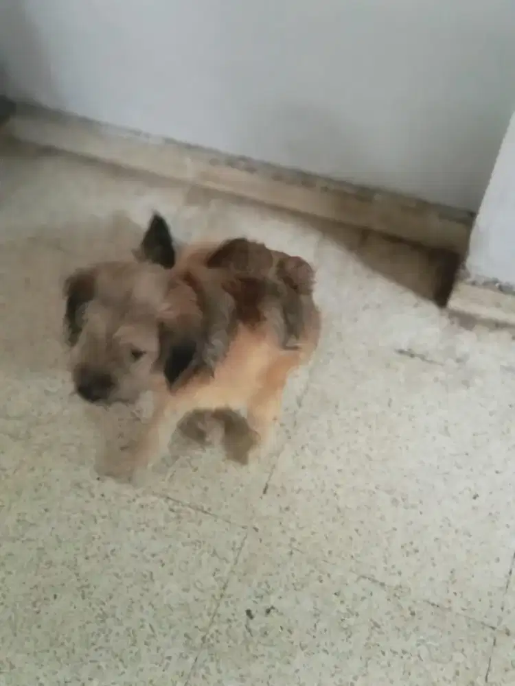 Anjing ras mix kampung yg coklat