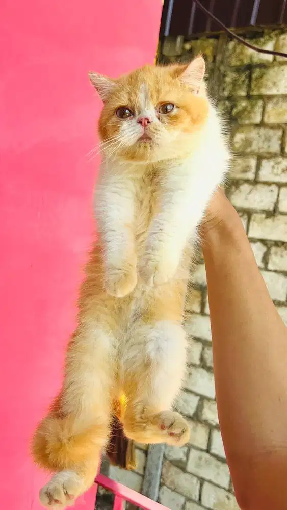 kitten bsh mix exo