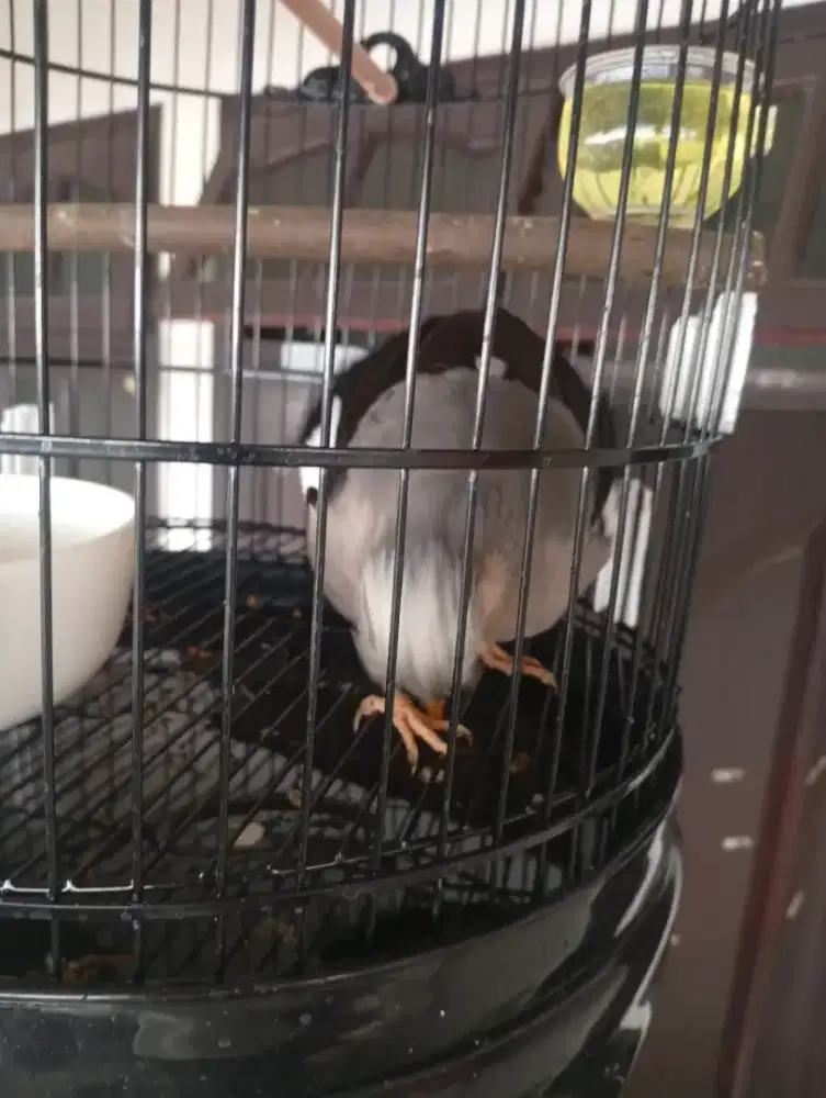 Burung jalak hybrid putih x nias
