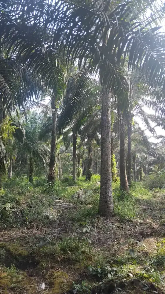 Dijual kebun sawit