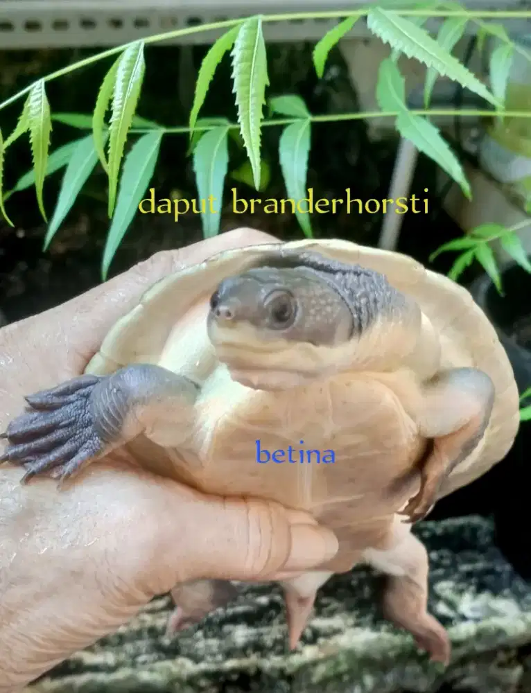Kura daput branderhorsti
