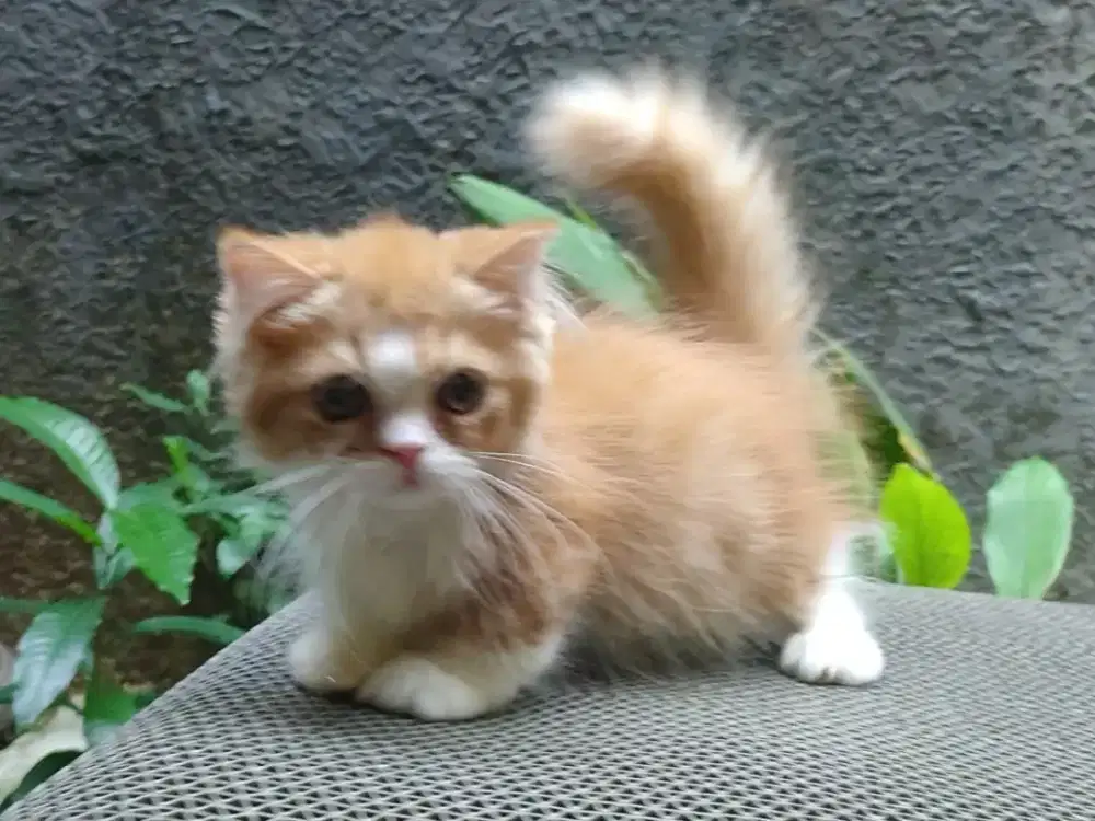 Kitten Munchkin gaelic jantan