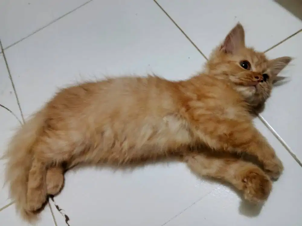 Anak kucing usia 5 bulan