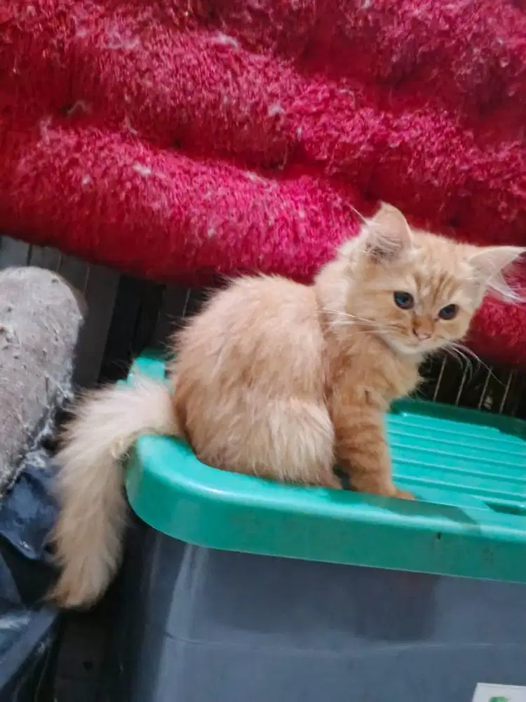 Kiten oranye betina 5 bulan