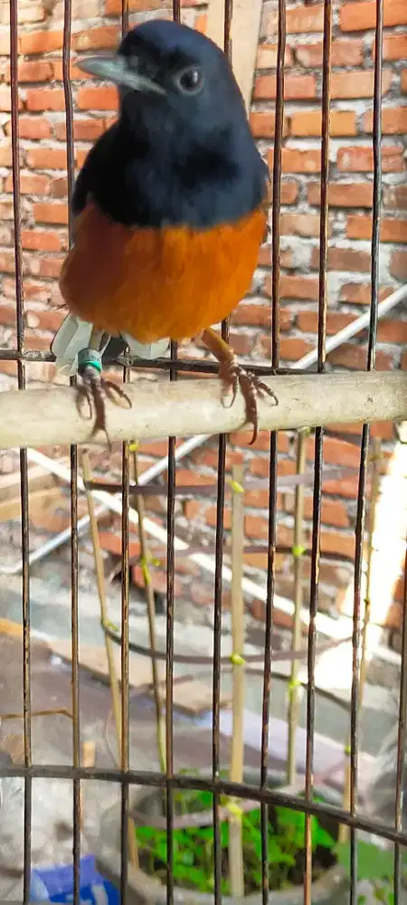 Murai Batu dokor