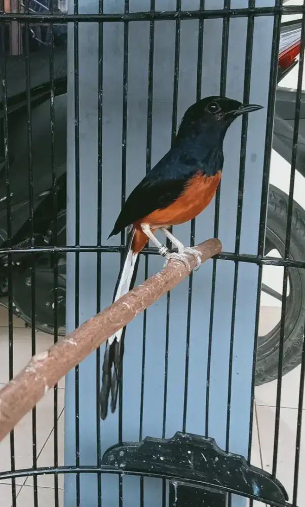 Murai muda hutan gacorr
