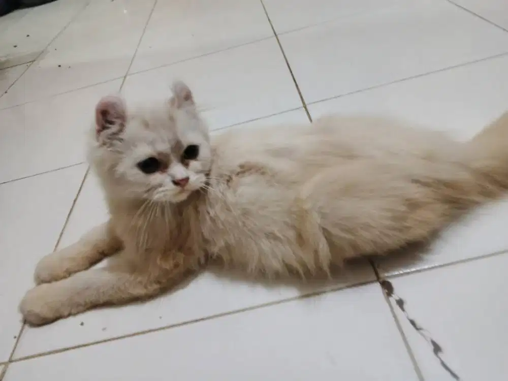 Anak kucing kinkalow jantan