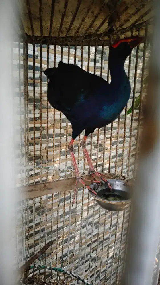 burung mandar biru
