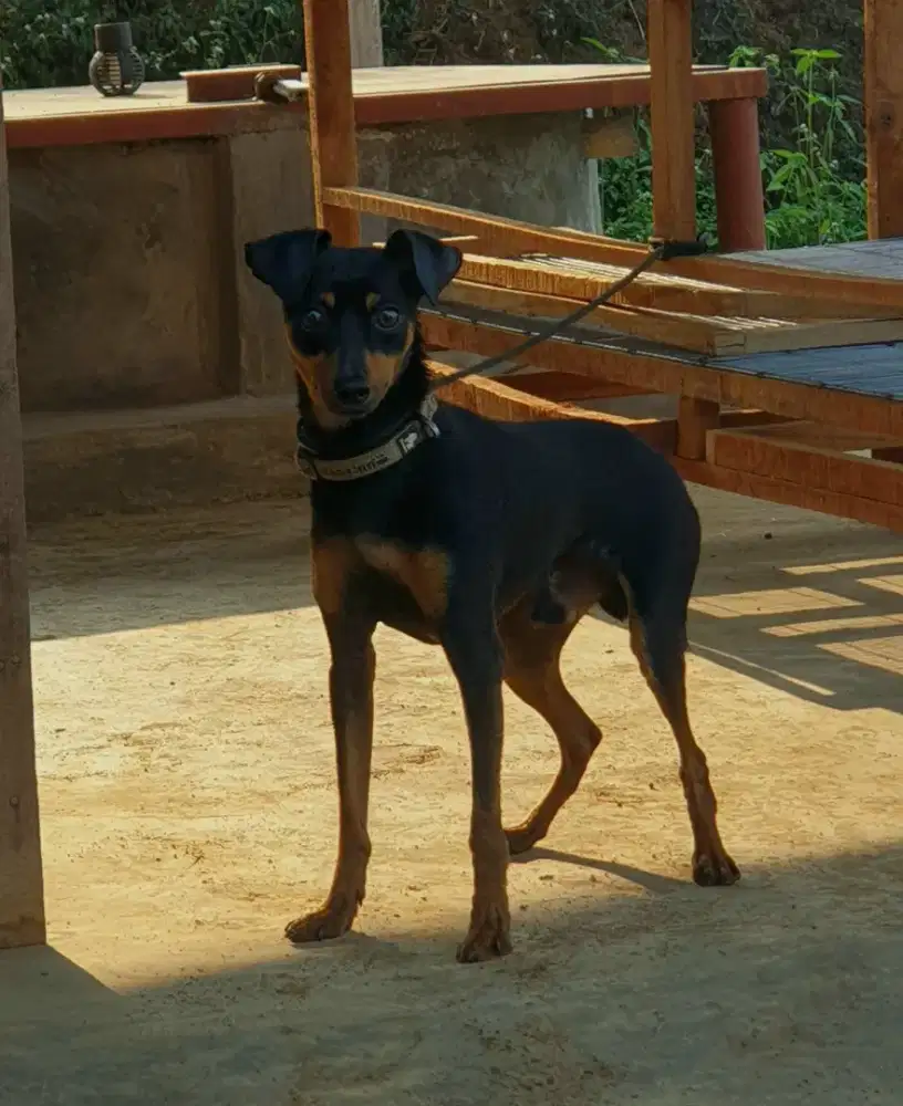 Miniature PINSCHER