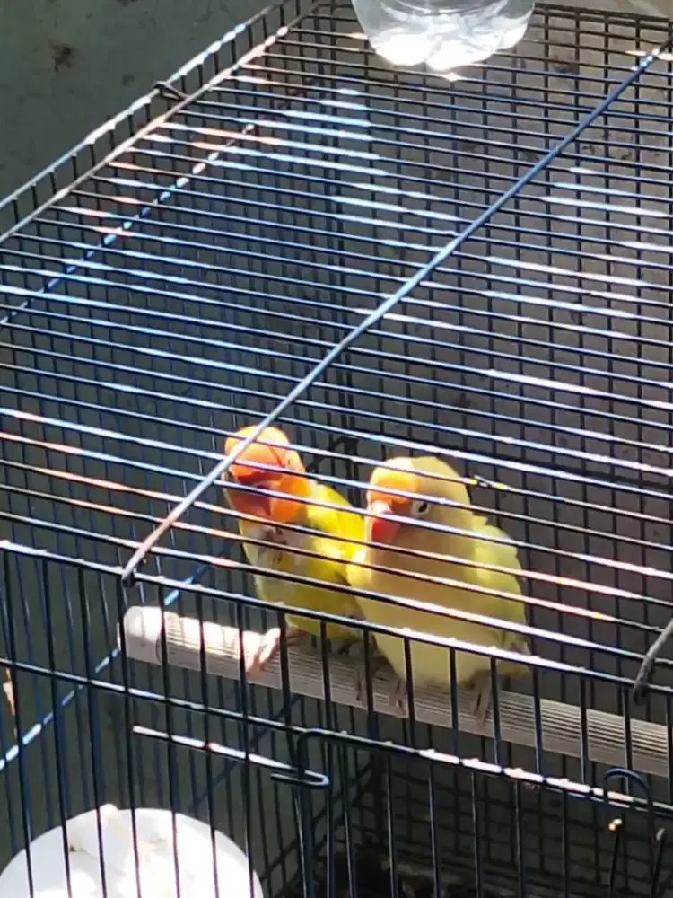 Burung Love Bird