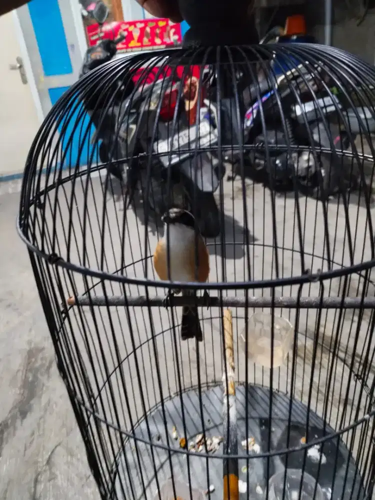 Pentet Pilis Jawa Timur