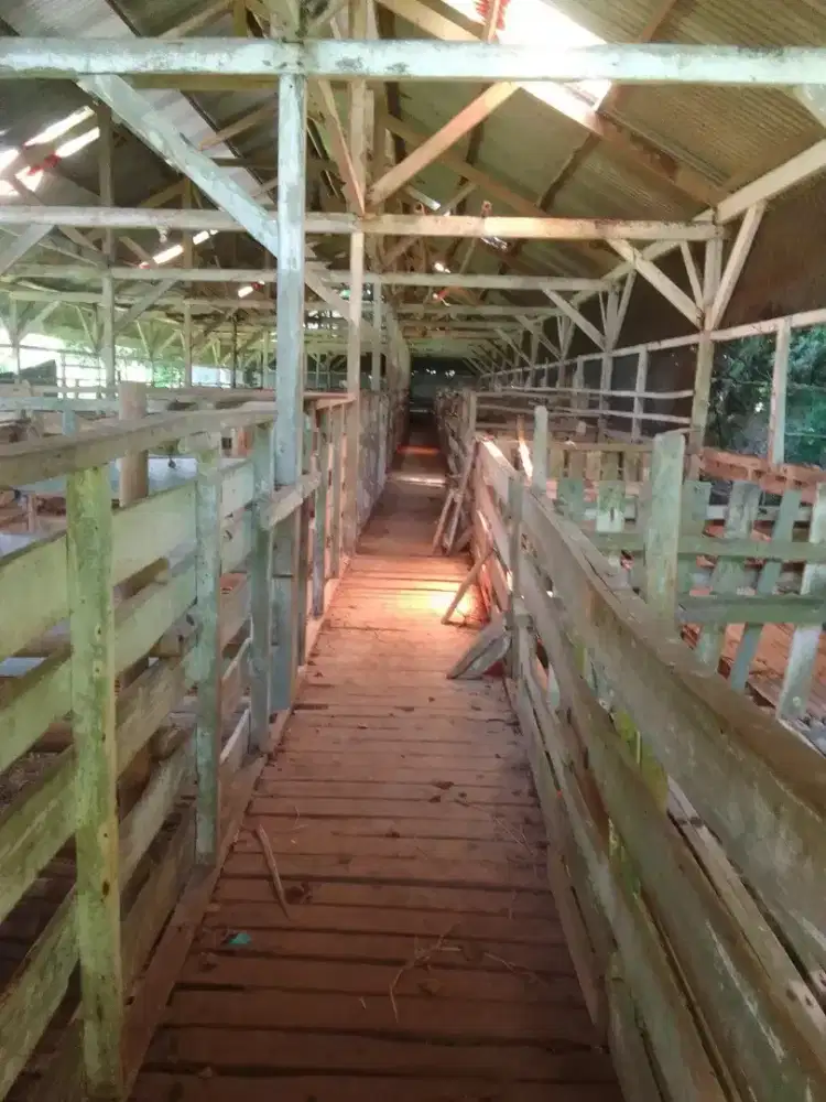 Kandang Kambing dan Sapi