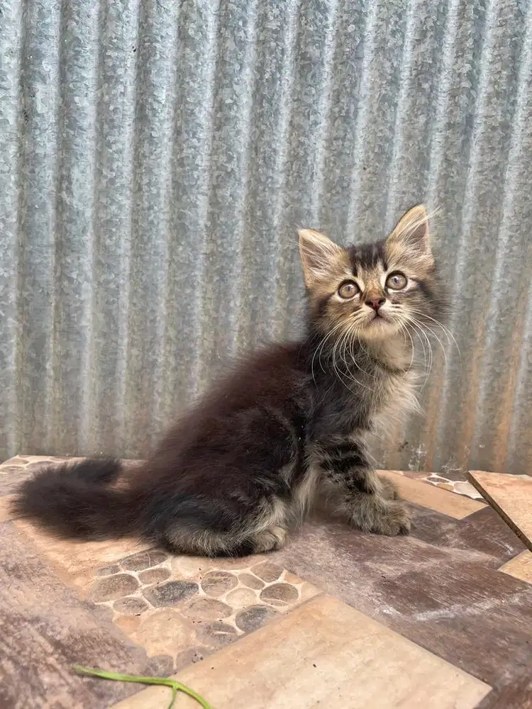 LA Betina 2 bulan