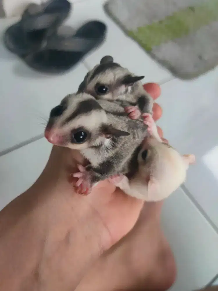 Sugar glider joey