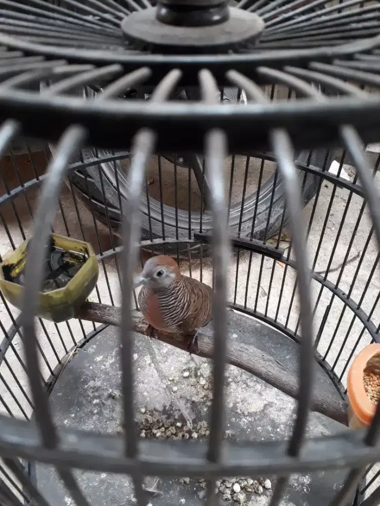 Burung perkutut lokal