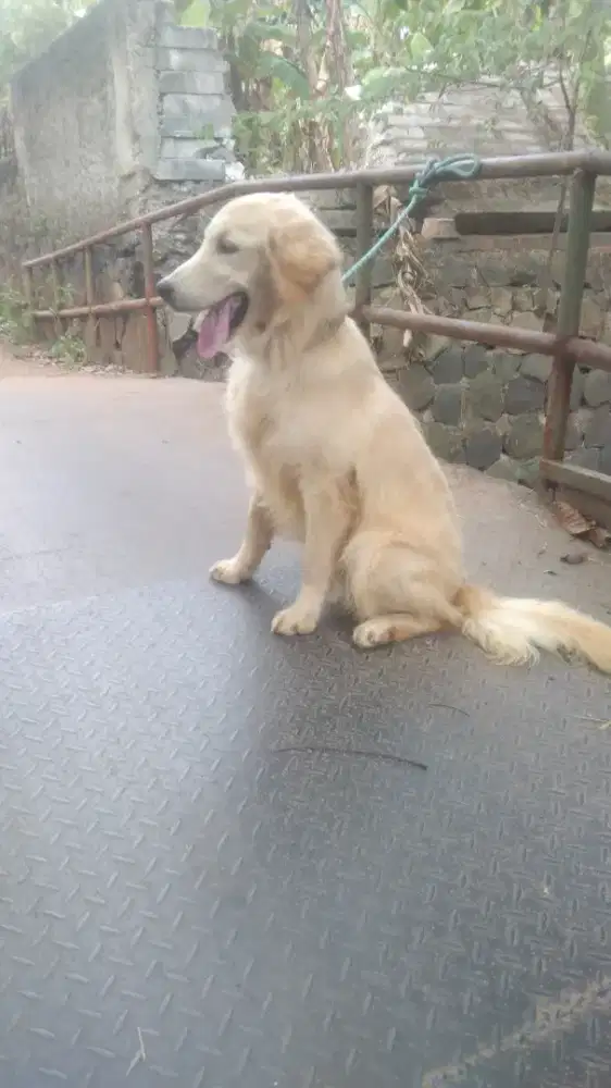 golden retriever jantan 6 bulan