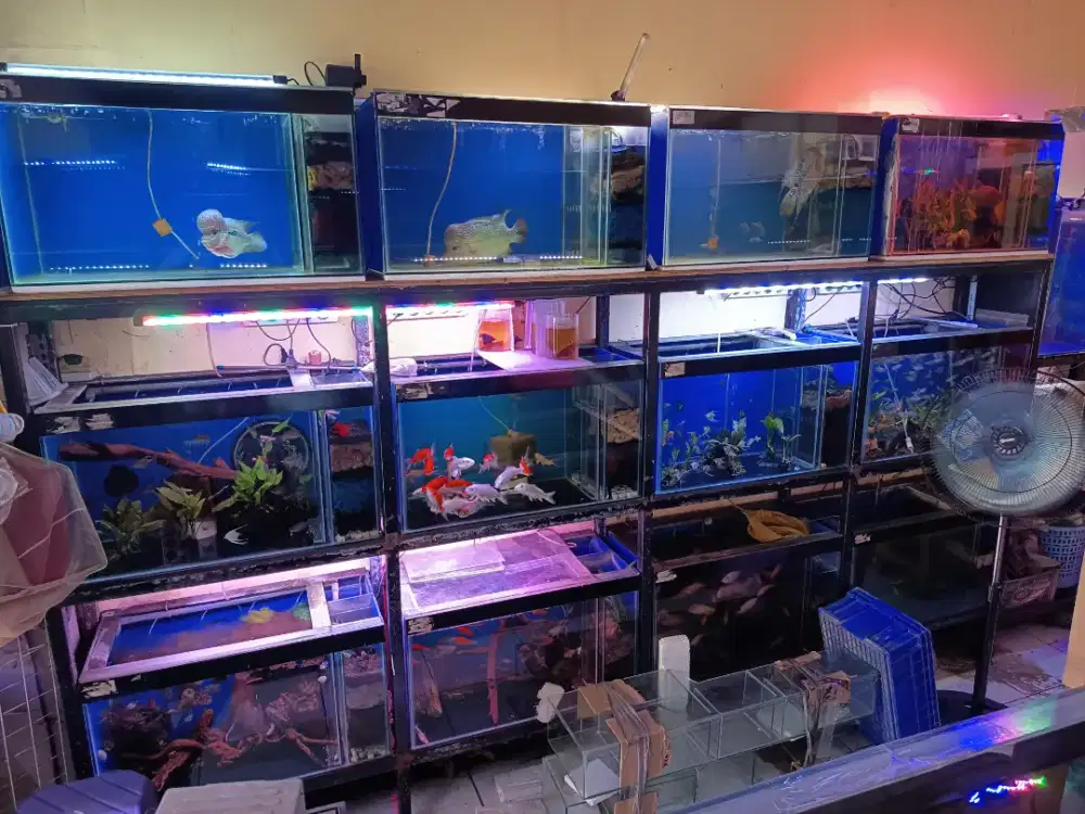 Jual aquarium berikut rak besi