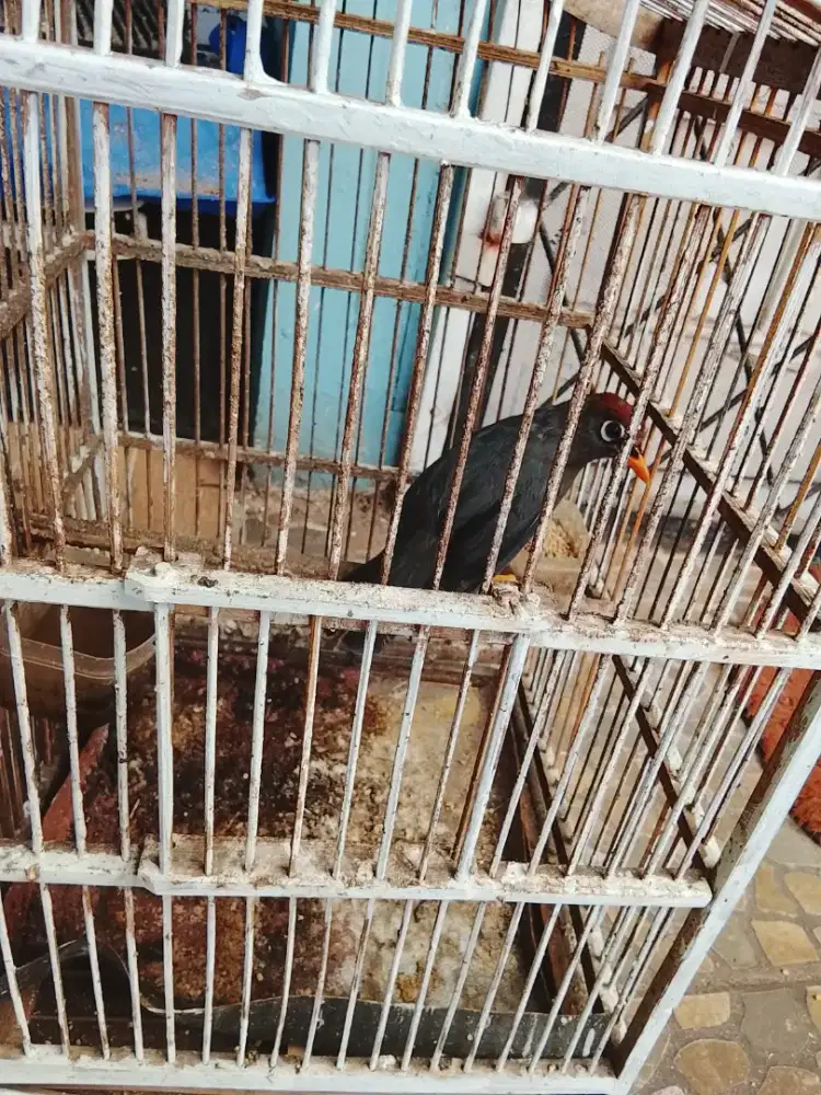 Jual burung Poksay Mandarin