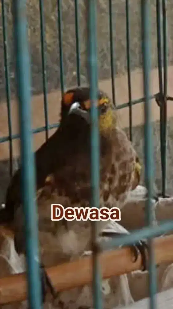 Cucak Wilis (Rengganis)
