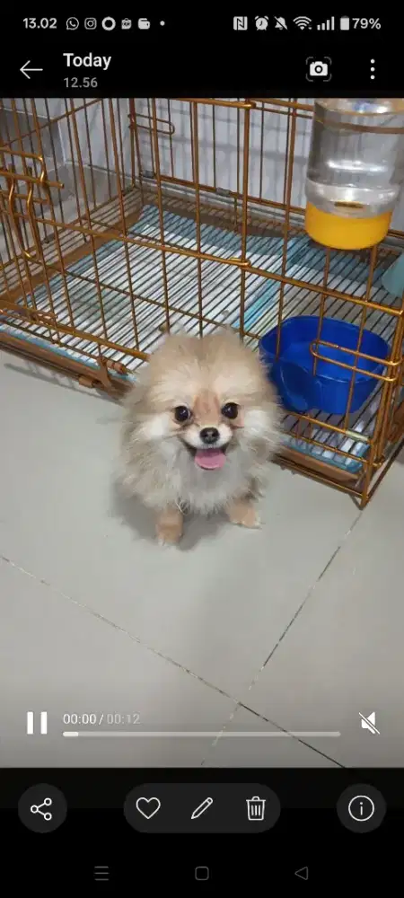 Anak anjing super minipom pomeranian