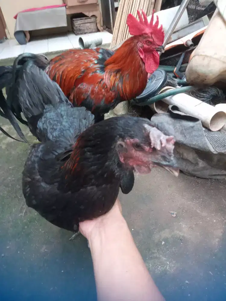 Ayam pelung betina