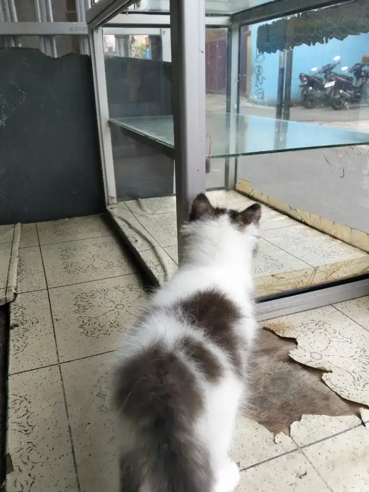 Anak Kucing Persia caliko jantan