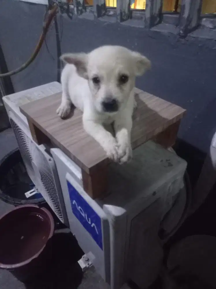 Puppy lucu baru lahir