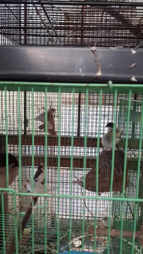 Emprit Jepang Anakan