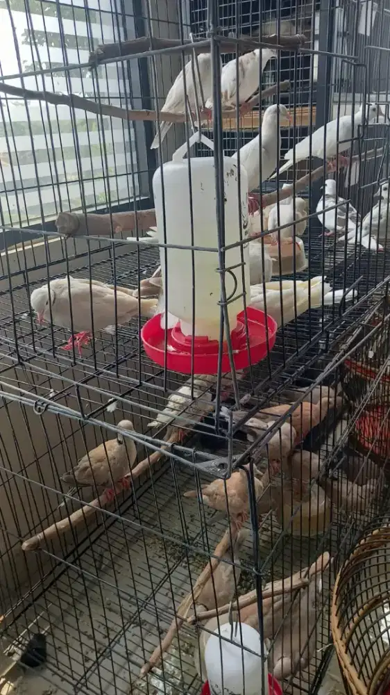 Burung puter putih,blorok,dan cokelat dewasa