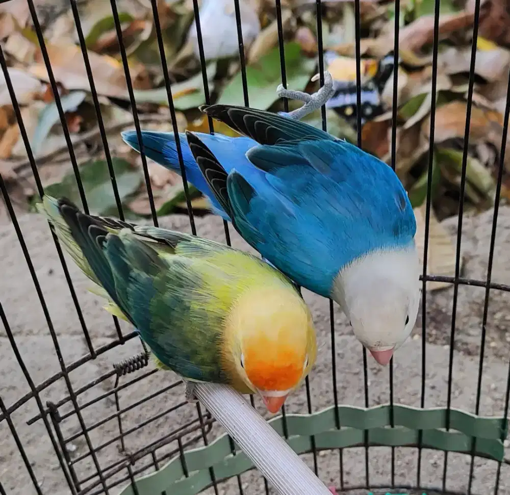 Burung lovebird sepasang terbaik