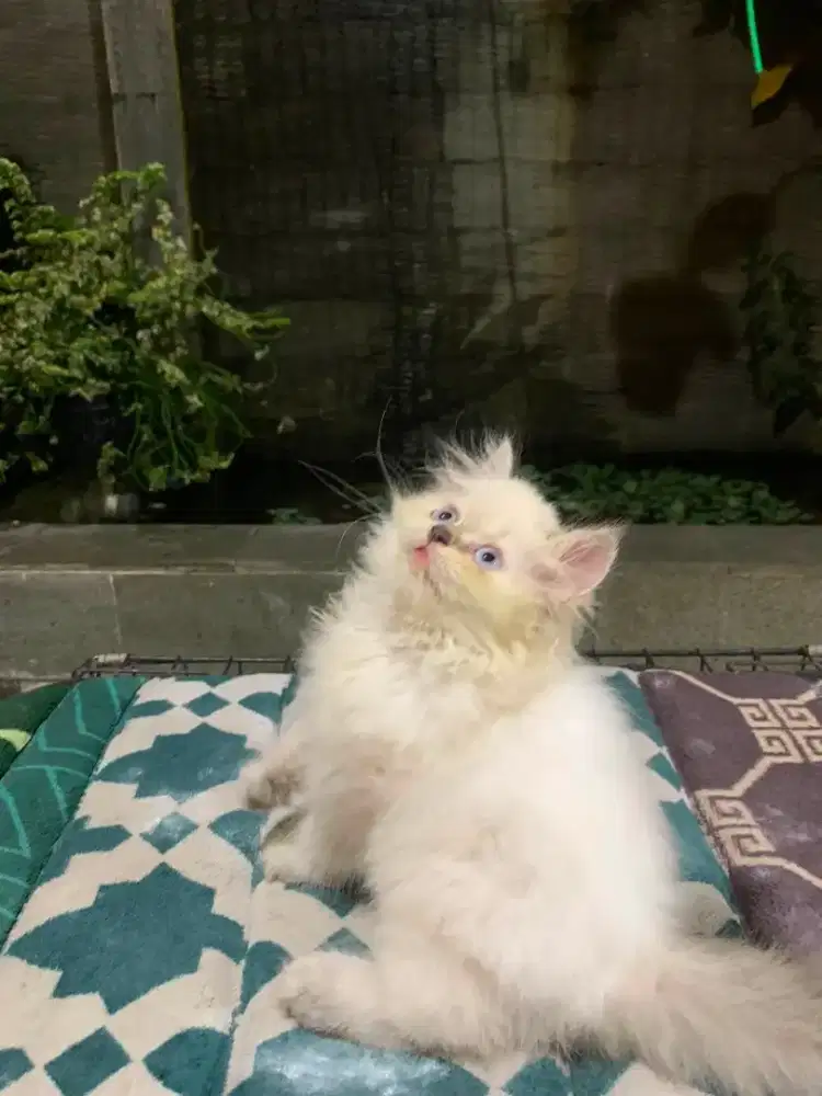 La Betina motif ragdol blue eye usia 2 bulan+