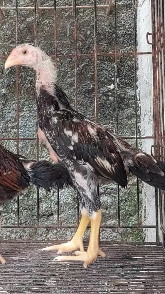 Anakan Shamo Jantan umur 2 bulanan
