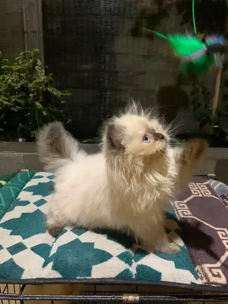 La betina super himalaya usia 2bulan+