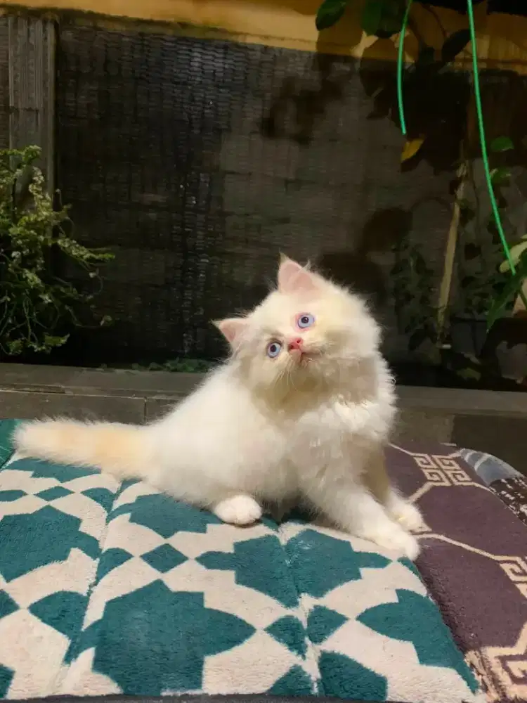 La jantan badan besar blue eye usia 2bulan+