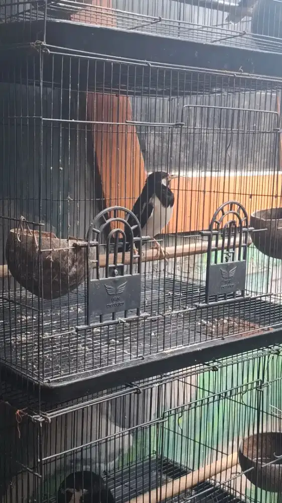 dijual burung jalak suren