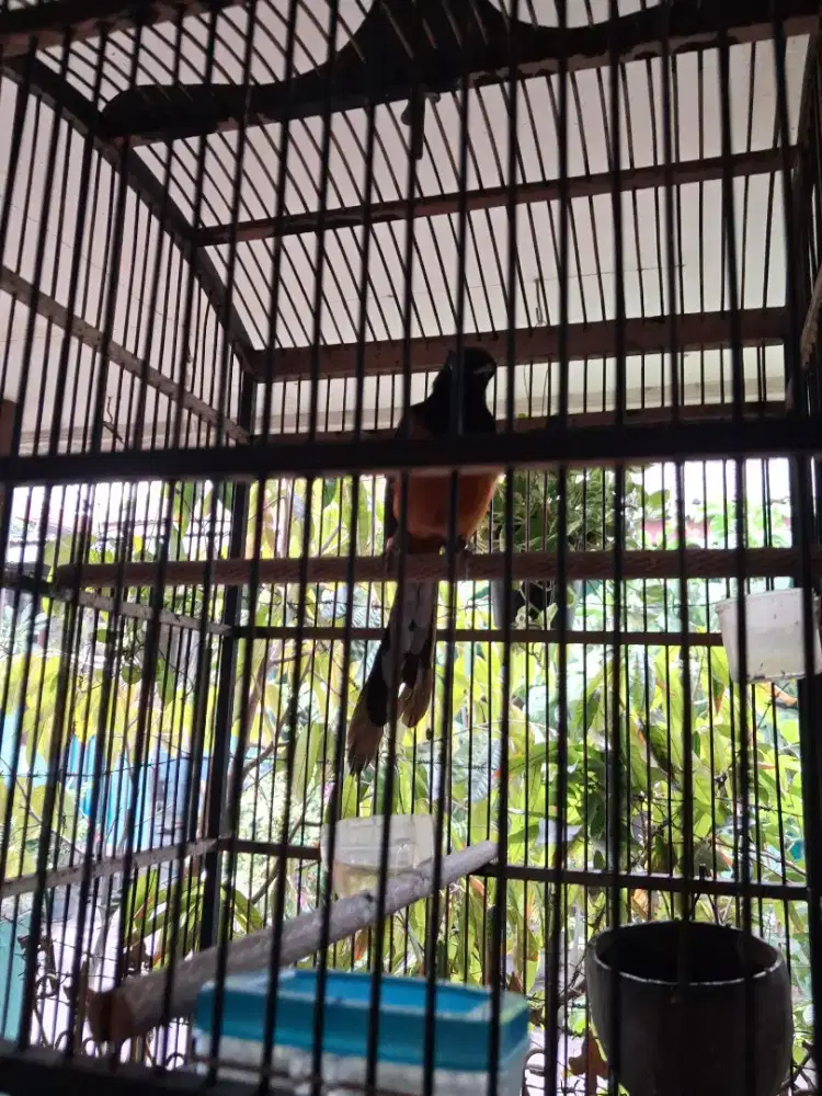 Dijual burung murai jantan