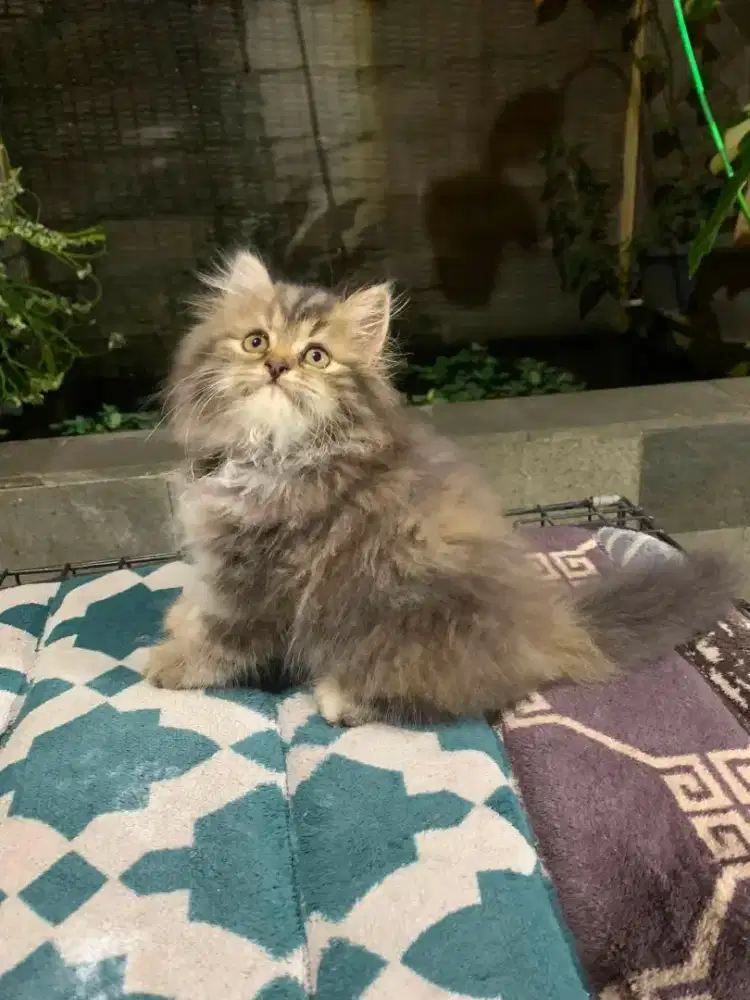 La betina flatenose usia 2bulan+