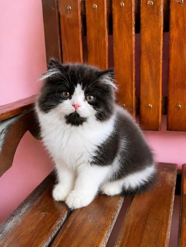 KITTEN PERSIAN MUNCHKIN NS X AMERICAN CURL LONGHAIR