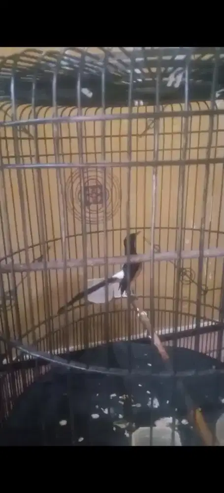 Murai batu deker