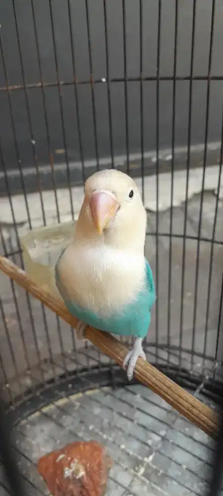 Jual burung lovebird biola Blue dewasa