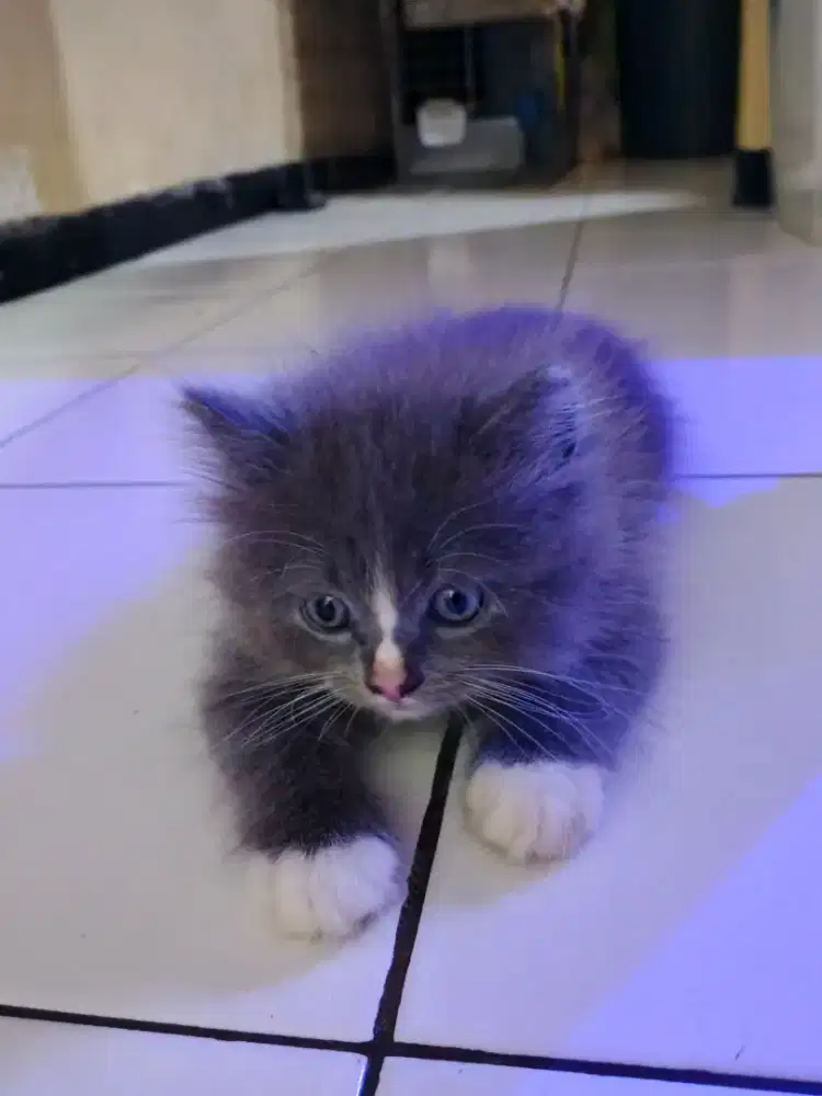 Kucing persia platnos