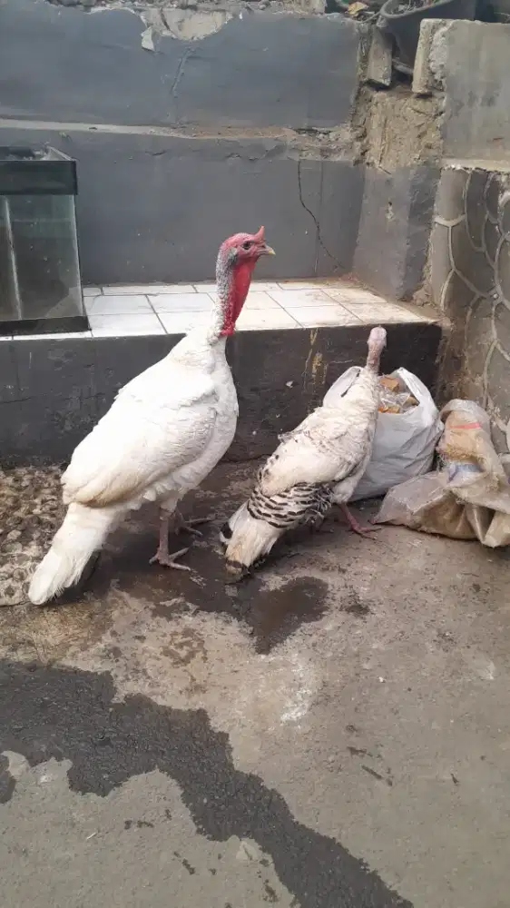 Ayam kalkun sepasang
