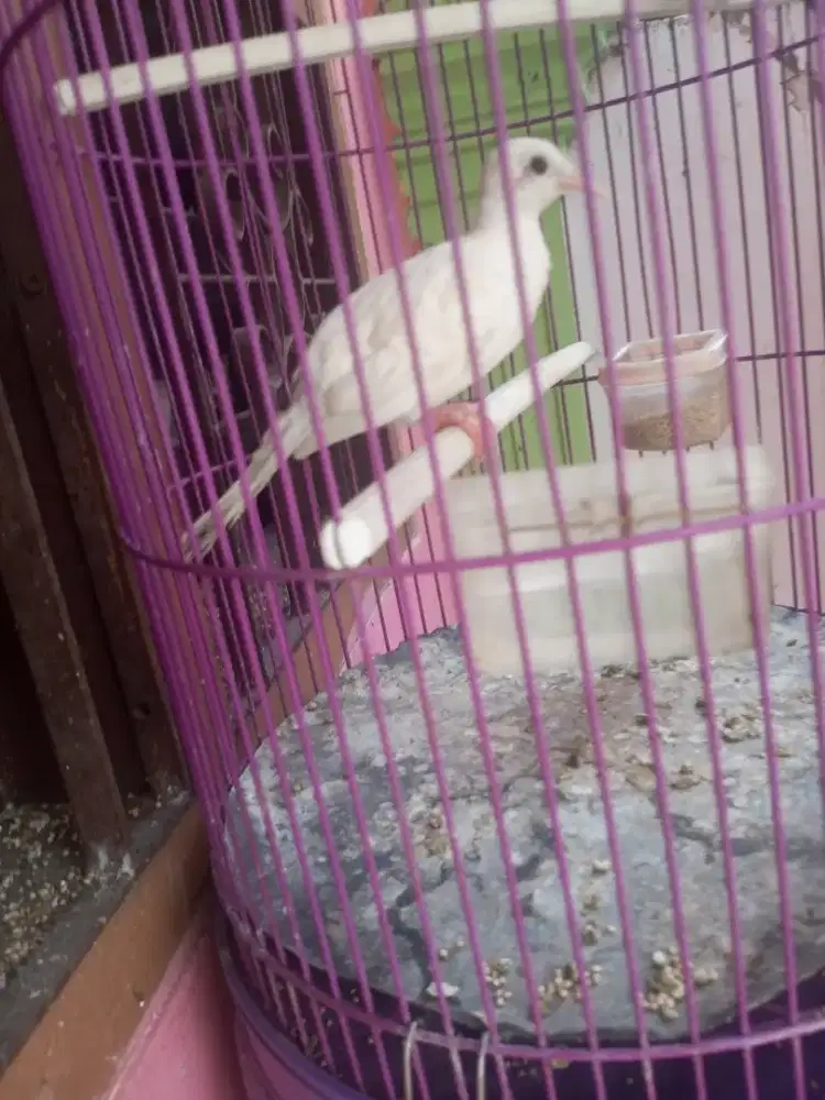 Burung Perkutut putih Mata merah Jantan