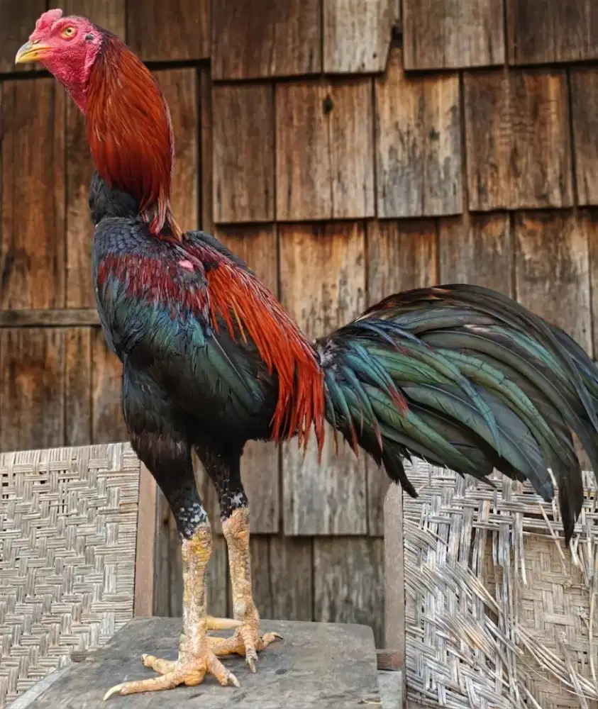 Pejantan ayam bangkok khoytrad