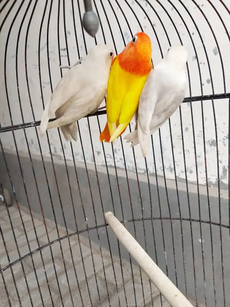 Lovebird Materi ino