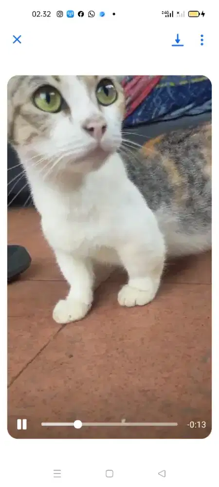 Kucing cebol ..cari TT burung ocean